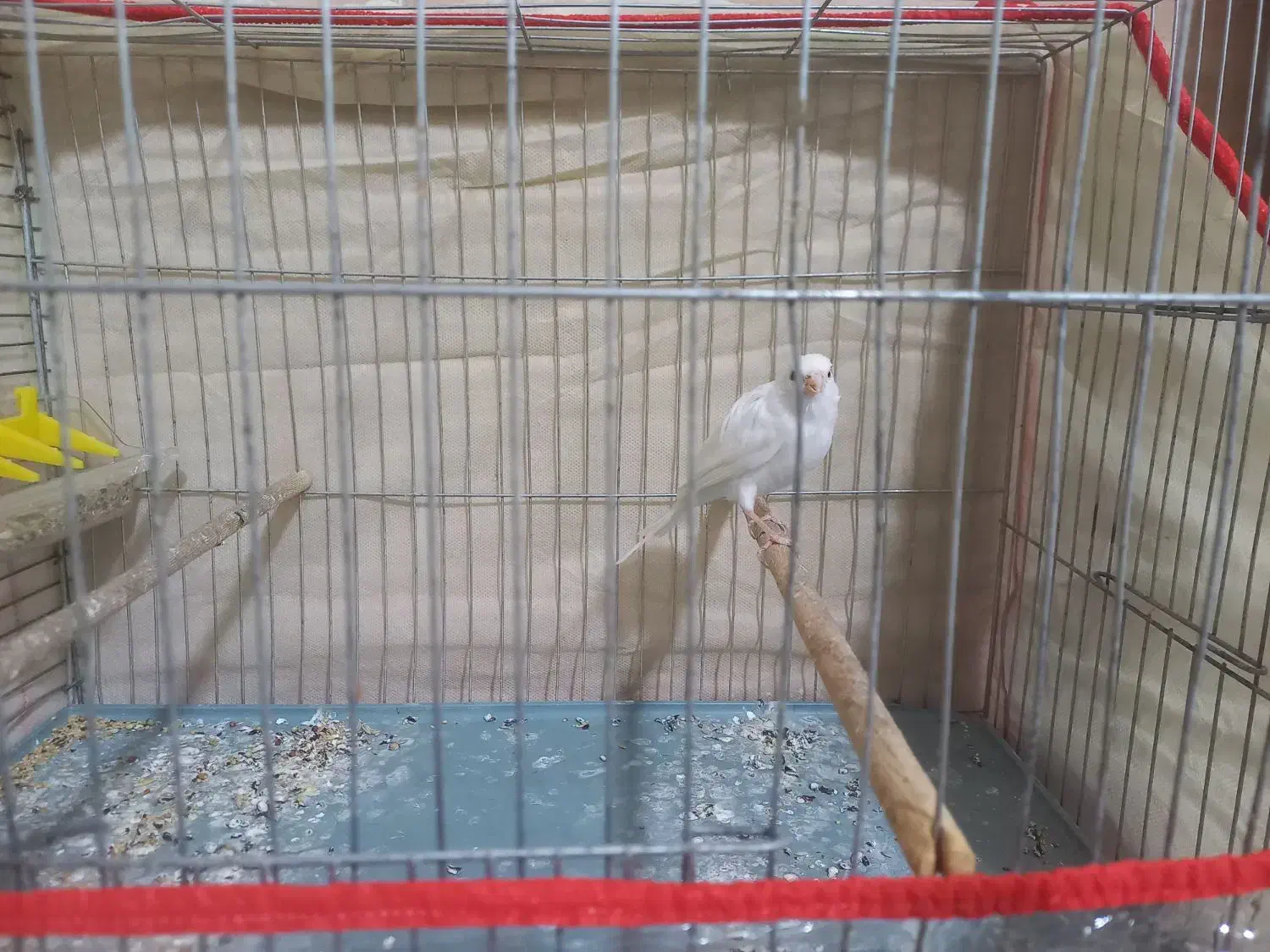 قناری نر|پرنده|کرمان, |دیوار