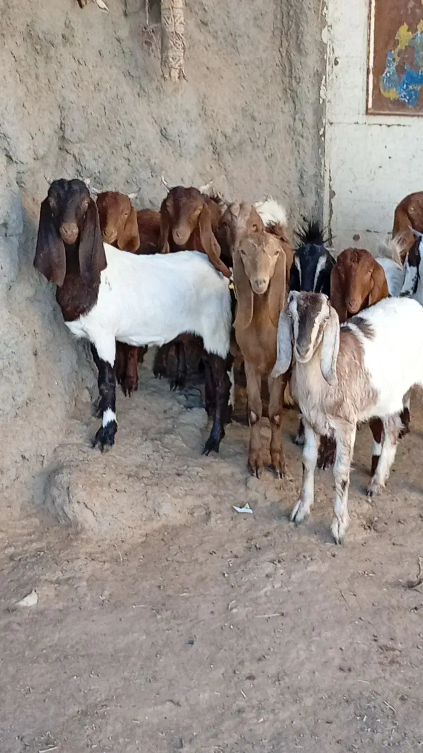 11راس  کولار بزغاله بزرگ|حیوانات مزرعه|شهرآباد, |دیوار