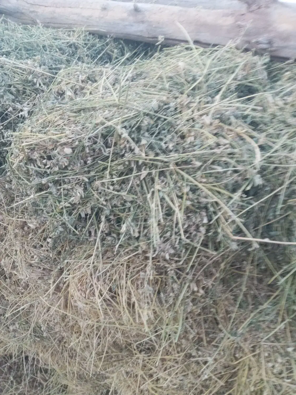 بیده خشک|حیوانات مزرعه|مود, |دیوار