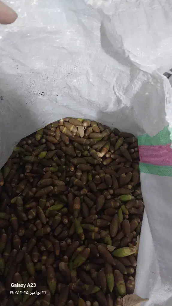 فروش بلوط یاسوج ریز و تمیز|خوردنی و آشامیدنی|ایذه, |دیوار