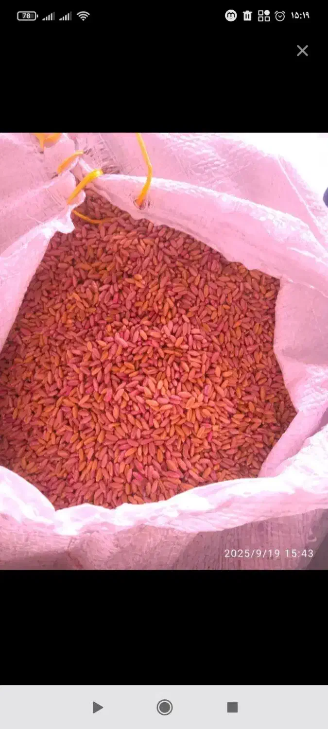 گندم آذر 2درجه 1|خوردنی و آشامیدنی|نورآباد, |دیوار