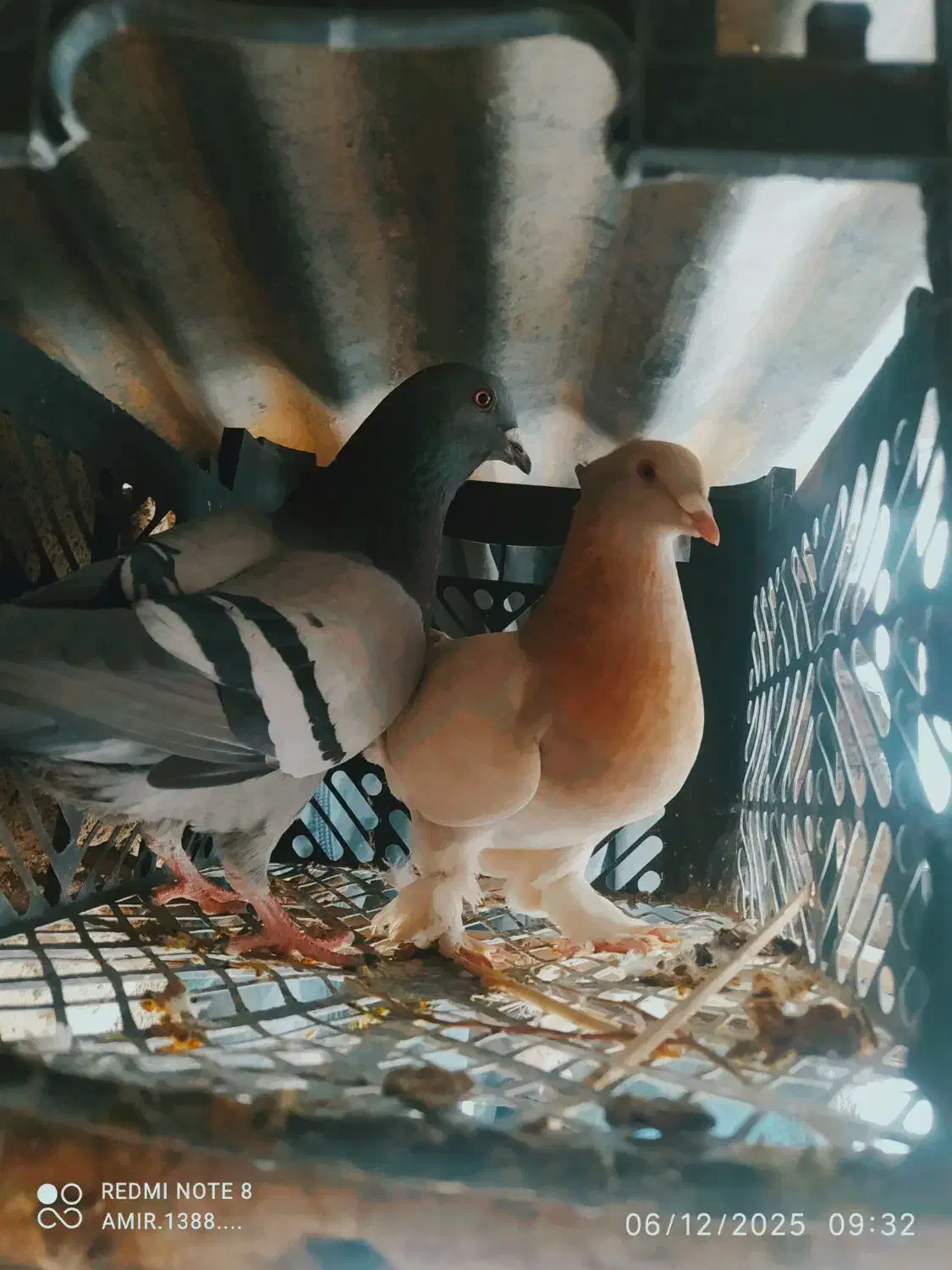 لنده|پرنده|دهدشت, |دیوار