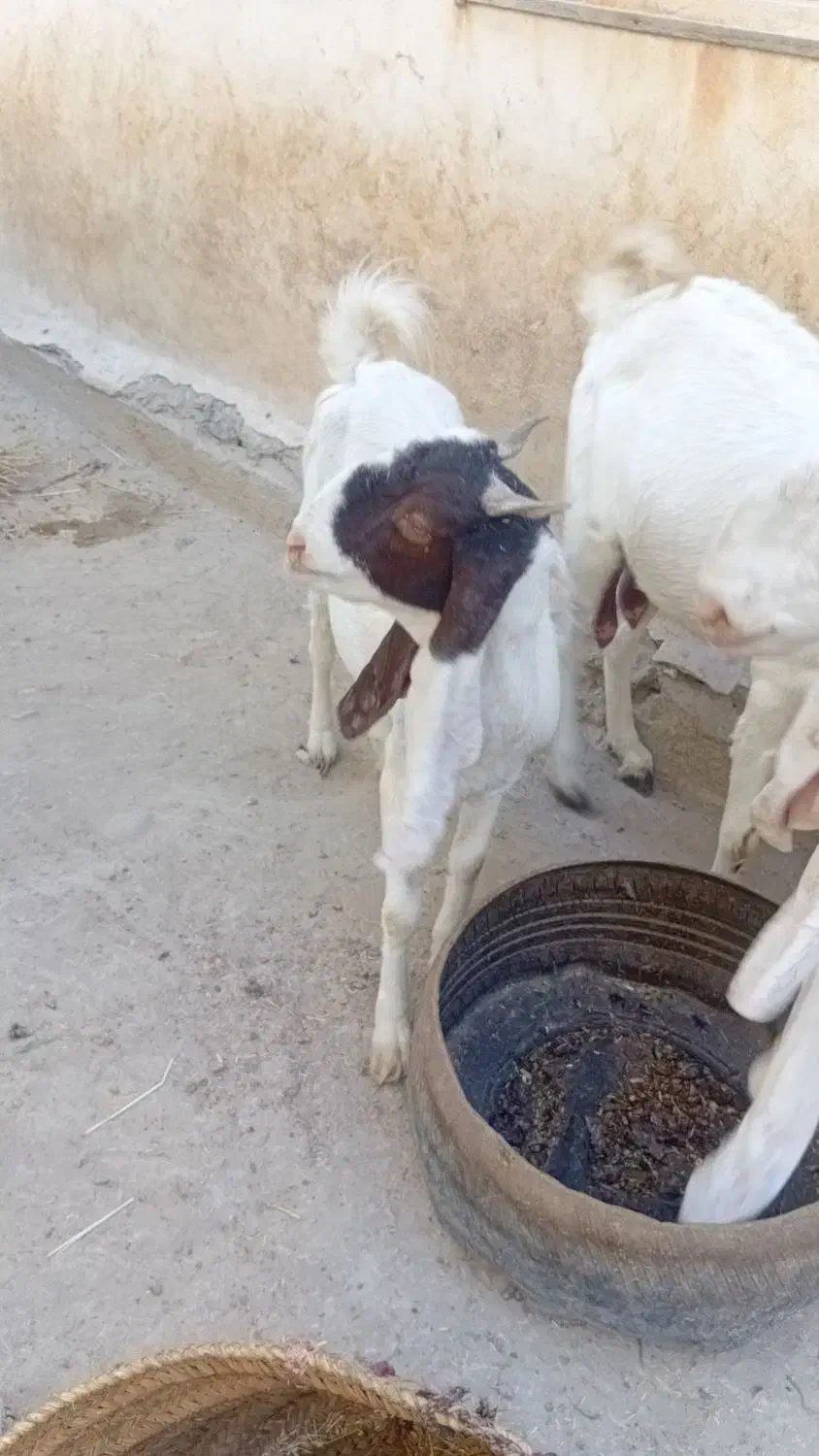 بز ماده شیری|حیوانات مزرعه|هیدوچ, |دیوار