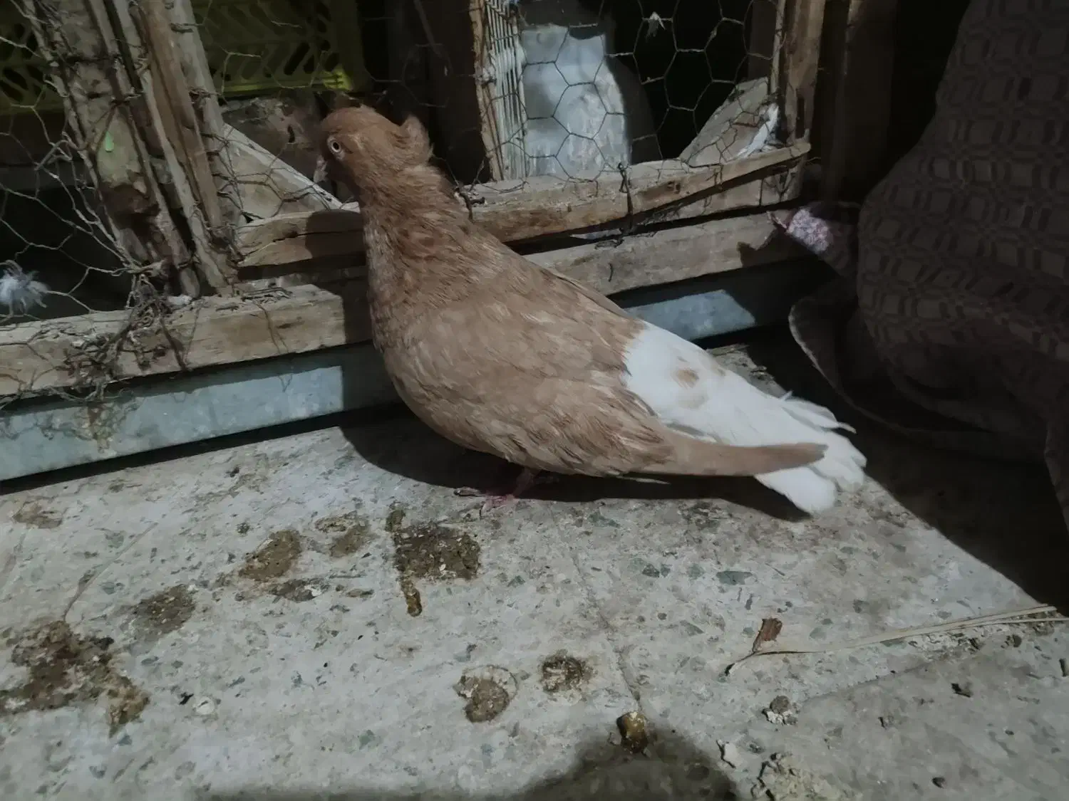 کفتر زرددم سفید|پرنده|تفت, |دیوار