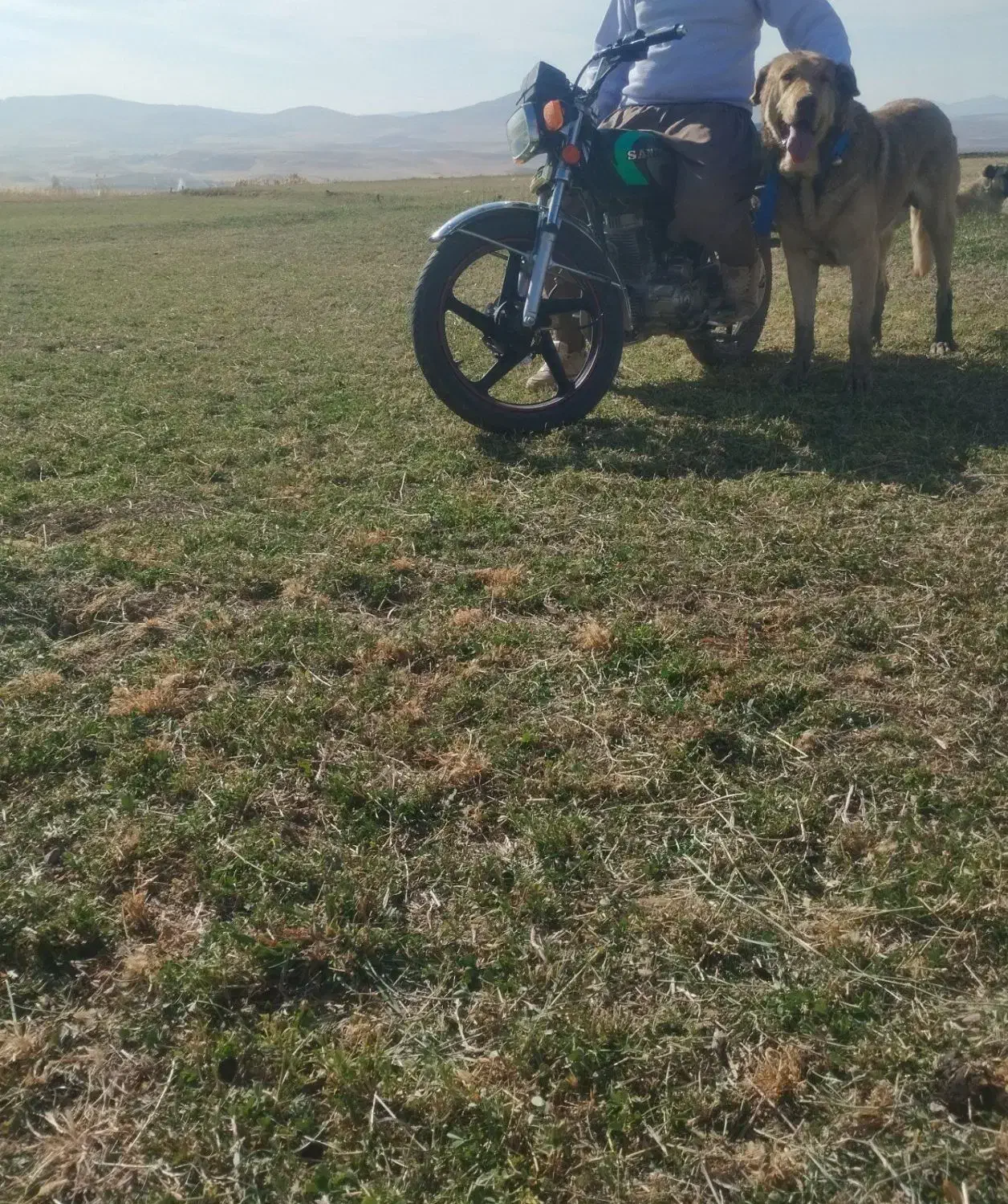 سگ عراقی|سگ|سجاس رود, |دیوار