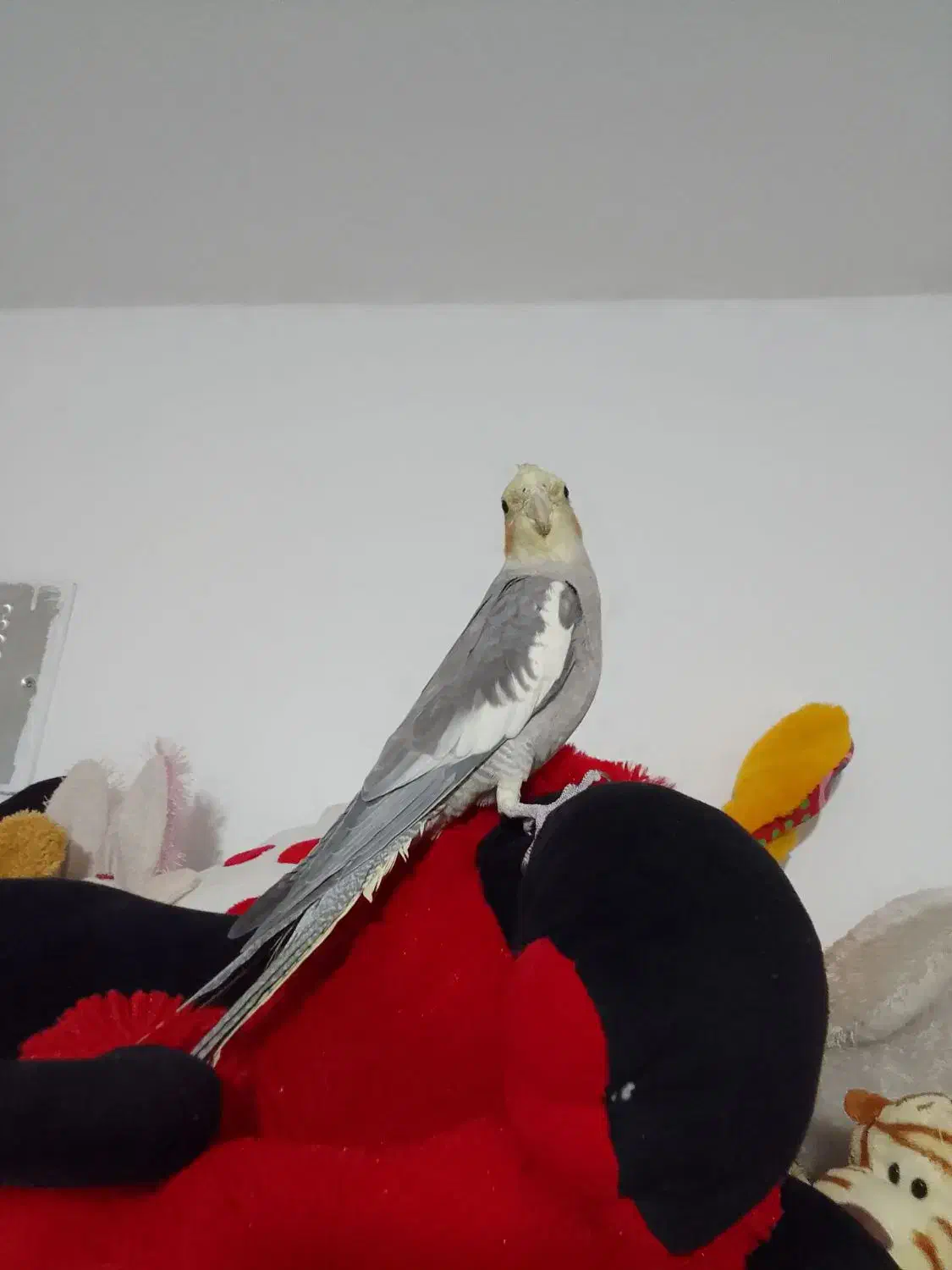 طوطی عروس دستی|پرنده|قزوین, |دیوار