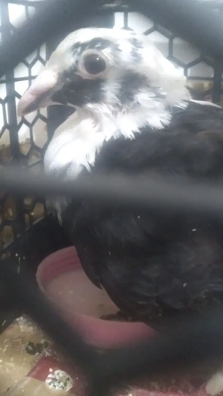 کبوتر|پرنده|مشهد, شهید احمدی روشن|دیوار