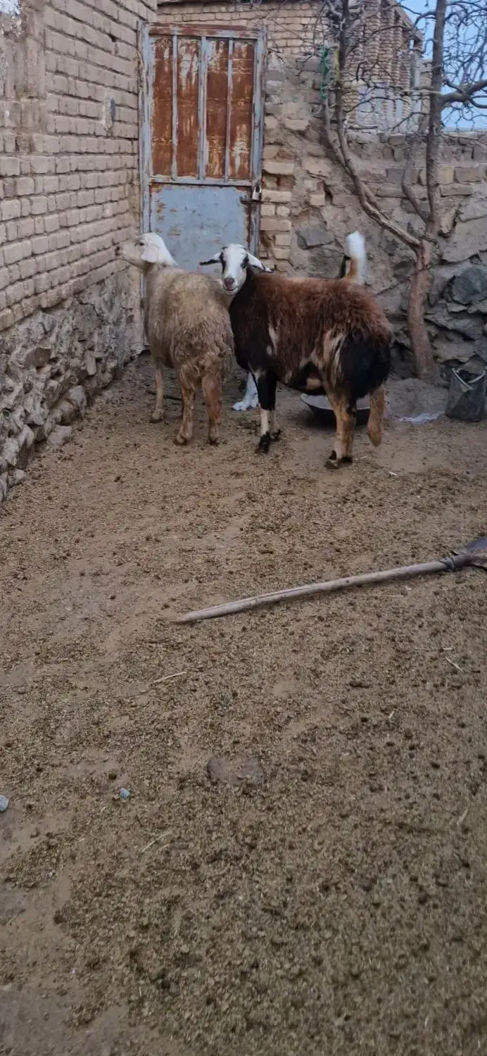 دوراس میش پلنگی|حیوانات مزرعه|بروجرد, |دیوار