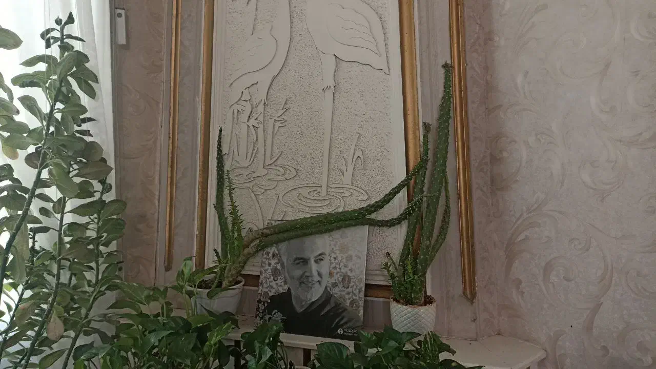 گل فردوس دومتری و کاکتوس|گل و گیاه طبیعی|مشهد, بهاران|دیوار