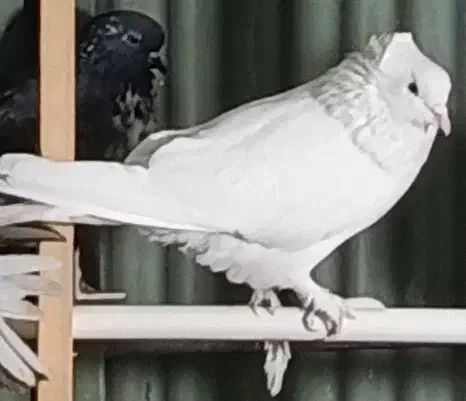 کفتر کاکلی پاپر نر|پرنده|شهریار, شهریار|دیوار