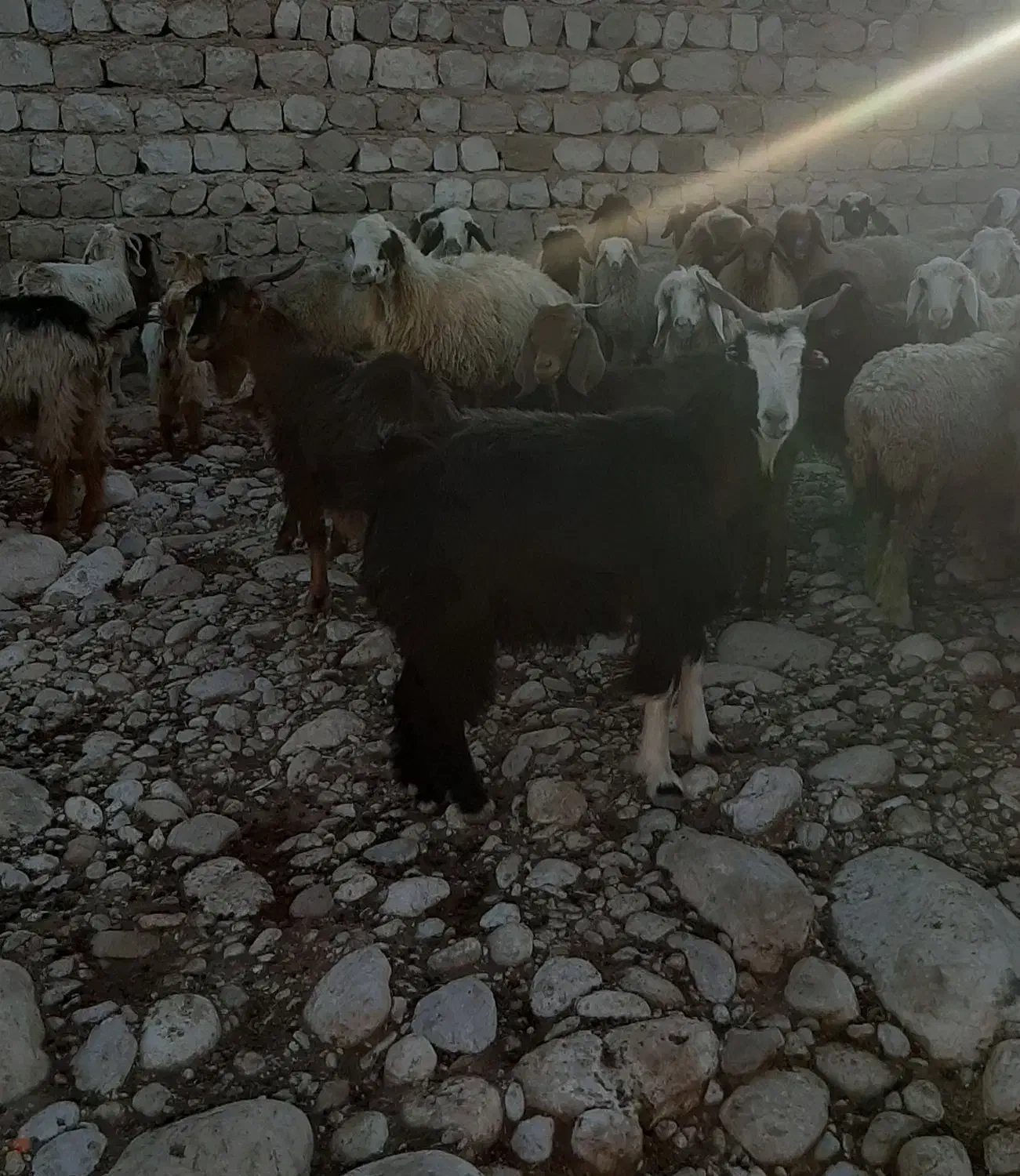 فروش۳۰راس بز|حیوانات مزرعه|اندیمشک, |دیوار