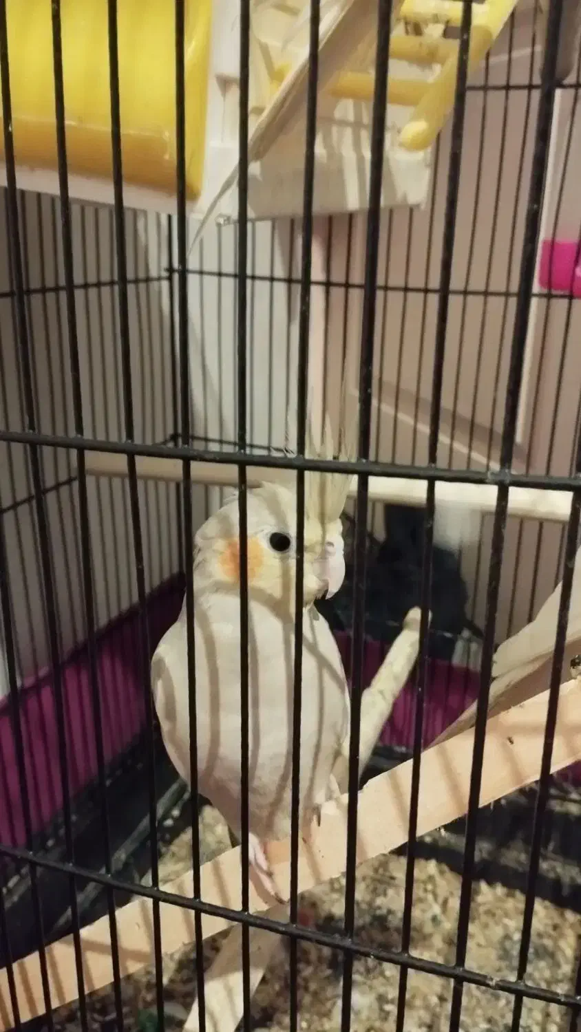 عروس هلندی ماده مست|پرنده|صباشهر, |دیوار