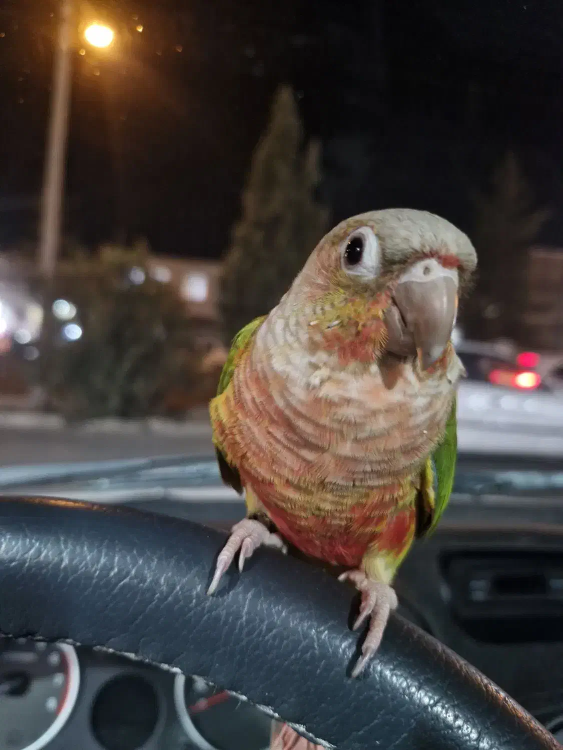 گرینچیک اهلی|پرنده|بیرجند, |دیوار