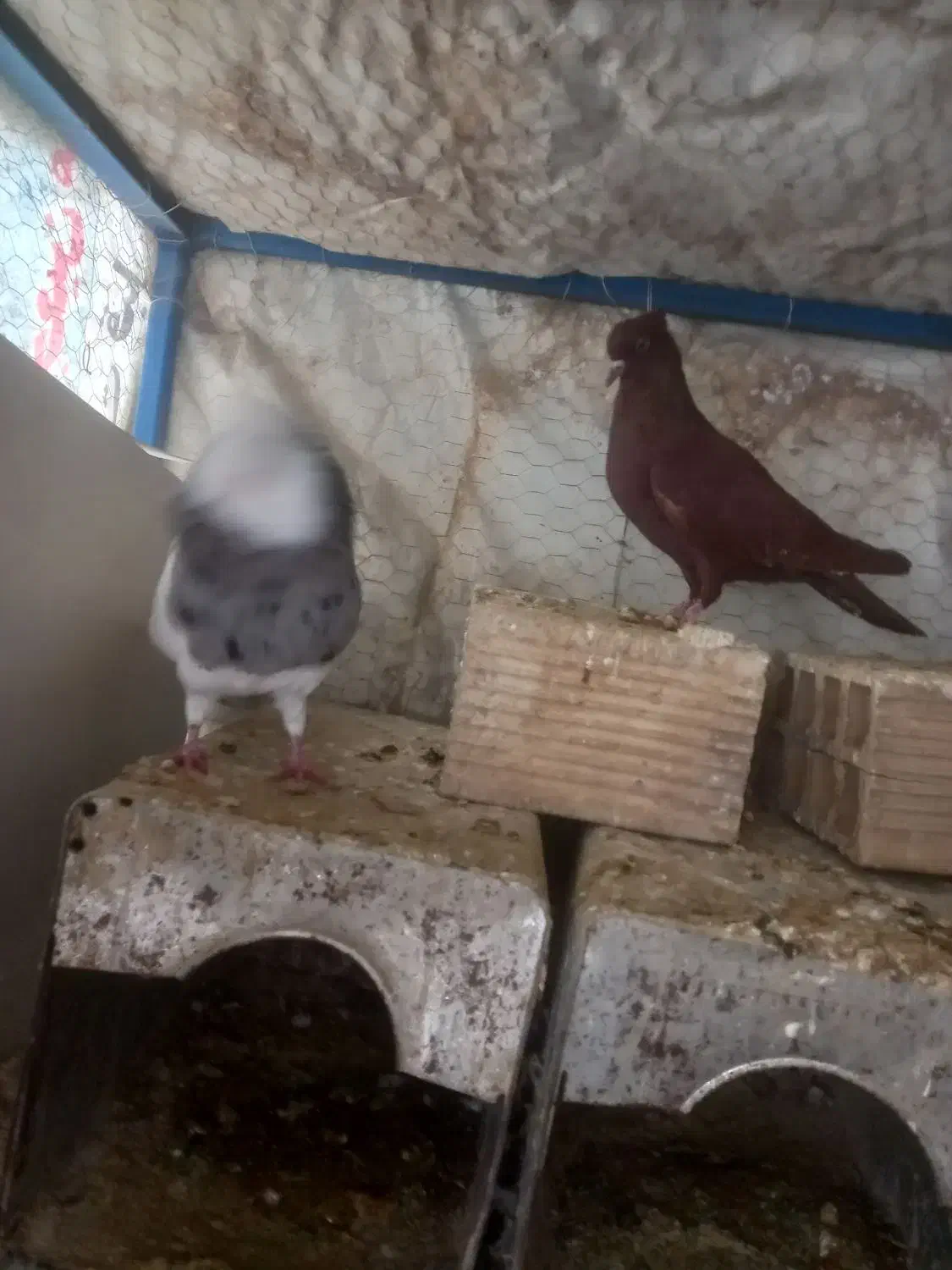 ۲عددماده سرخ درجه ۱|حیوانات مزرعه|سیلاخور, |دیوار