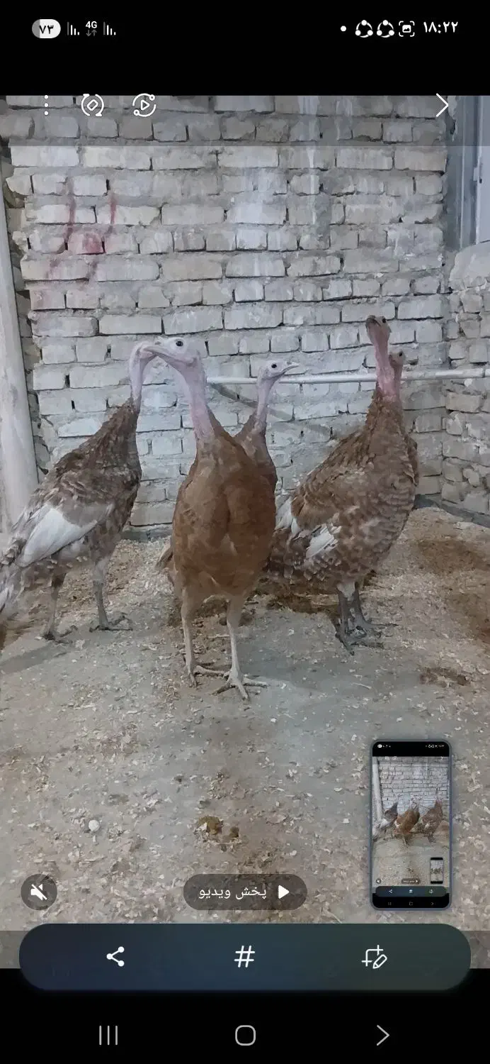 بوقلمون بربون|حیوانات مزرعه|یزد, |دیوار