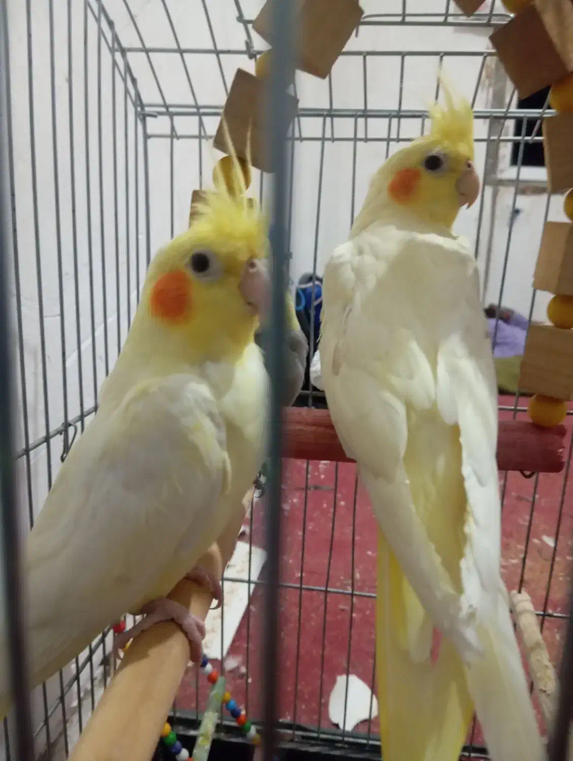 طوطی عروس دارم معاوضه می کنم با قناری نر|پرنده|الوند, |دیوار