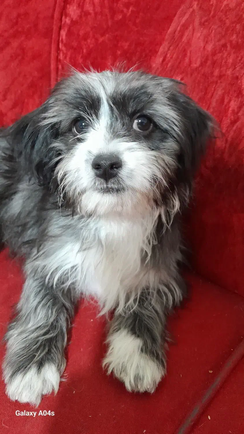 توله سگ شیتزو تریر ماده|سگ|کرمان, |دیوار