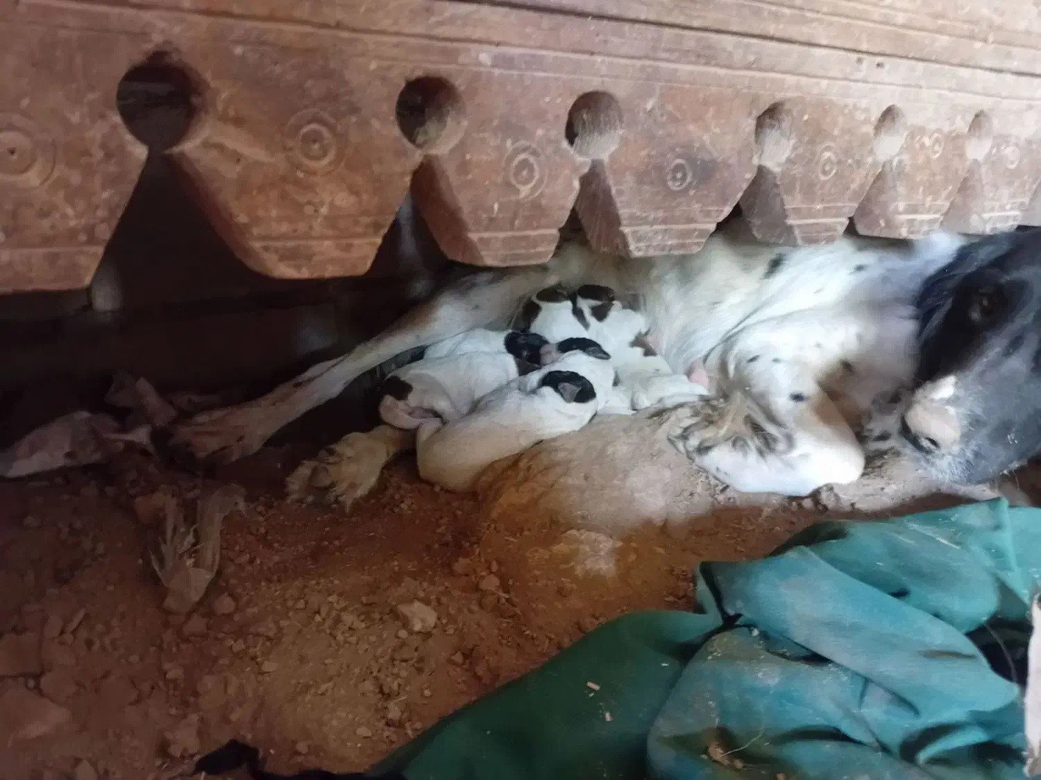 سگ سیتر انگلیس دنبلانی|سگ|کلاله, |دیوار