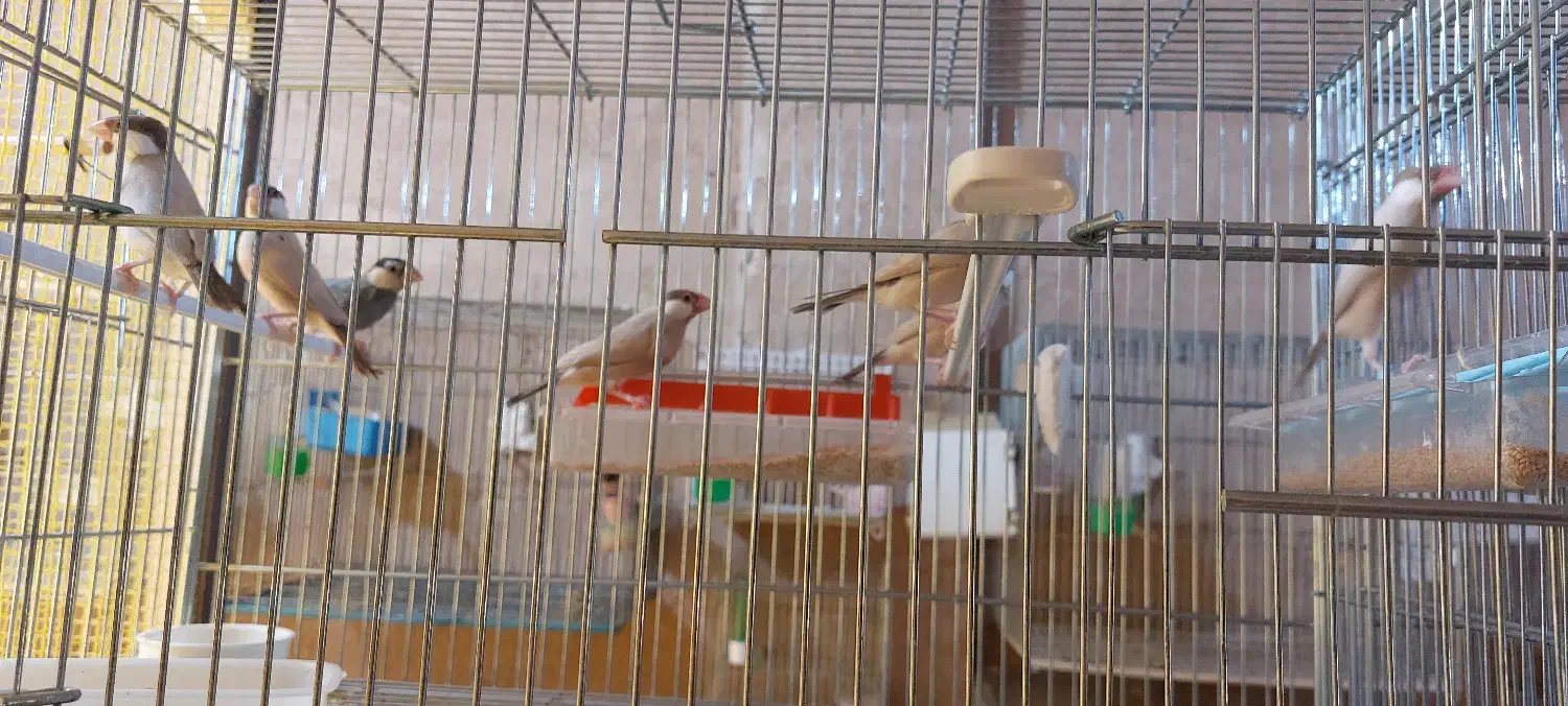 فروش فنچ تعدادی نرمال(بلبلی)|پرنده|خمینی‌شهر, |دیوار