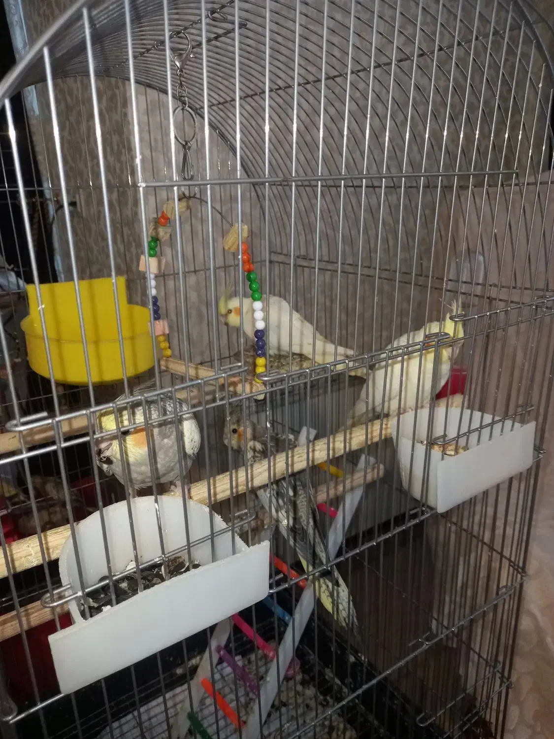 فروش عروس هلندی|پرنده|ماکو, |دیوار