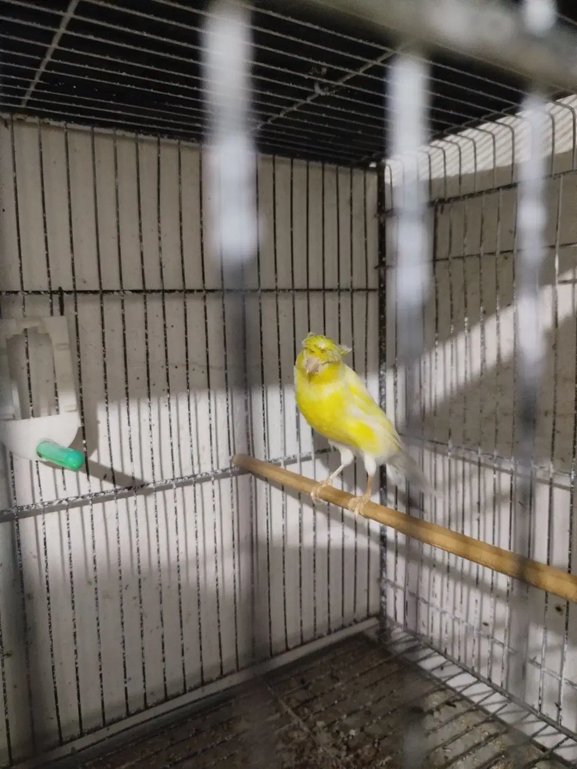 قناری سوپری کاکلی نر مست بخون|پرنده|بجنورد, |دیوار