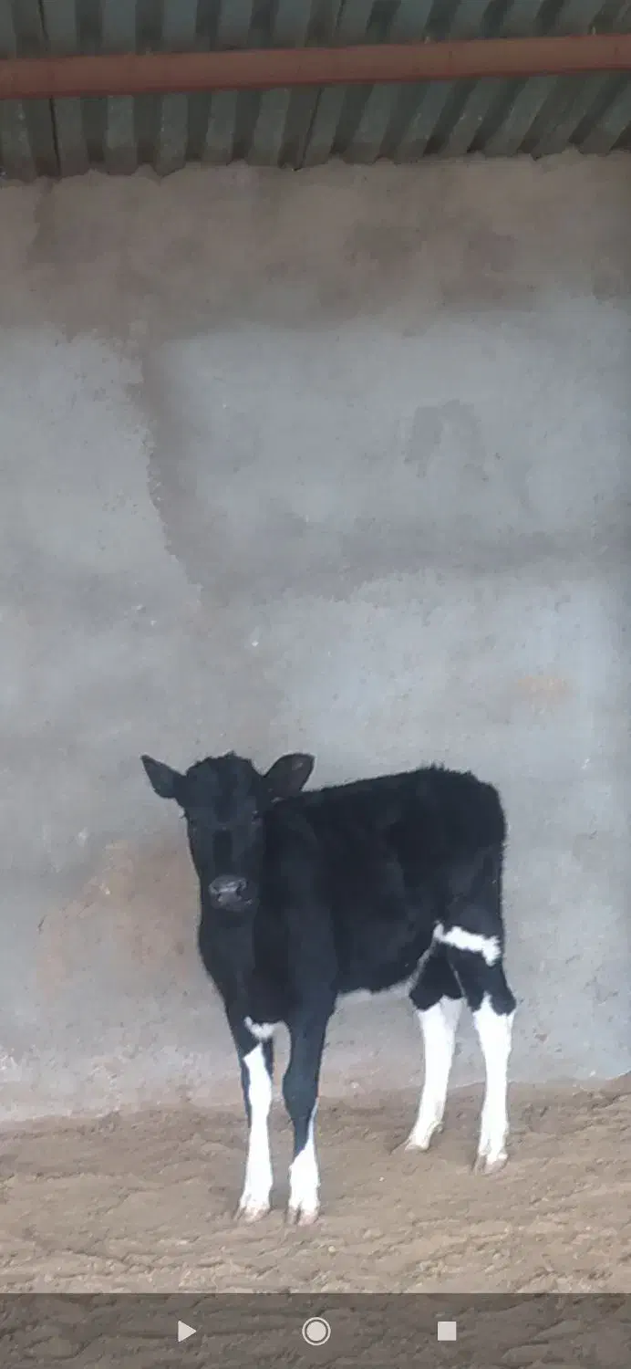 گاو گوساله|حیوانات مزرعه|زاهدان, |دیوار