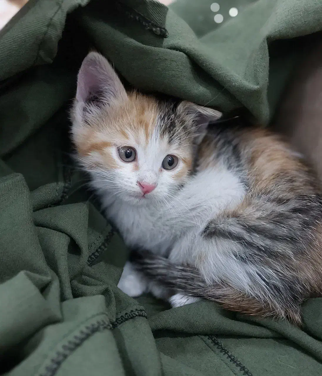 واگذاری گربه|گربه|ری, منصوریه منگل|دیوار