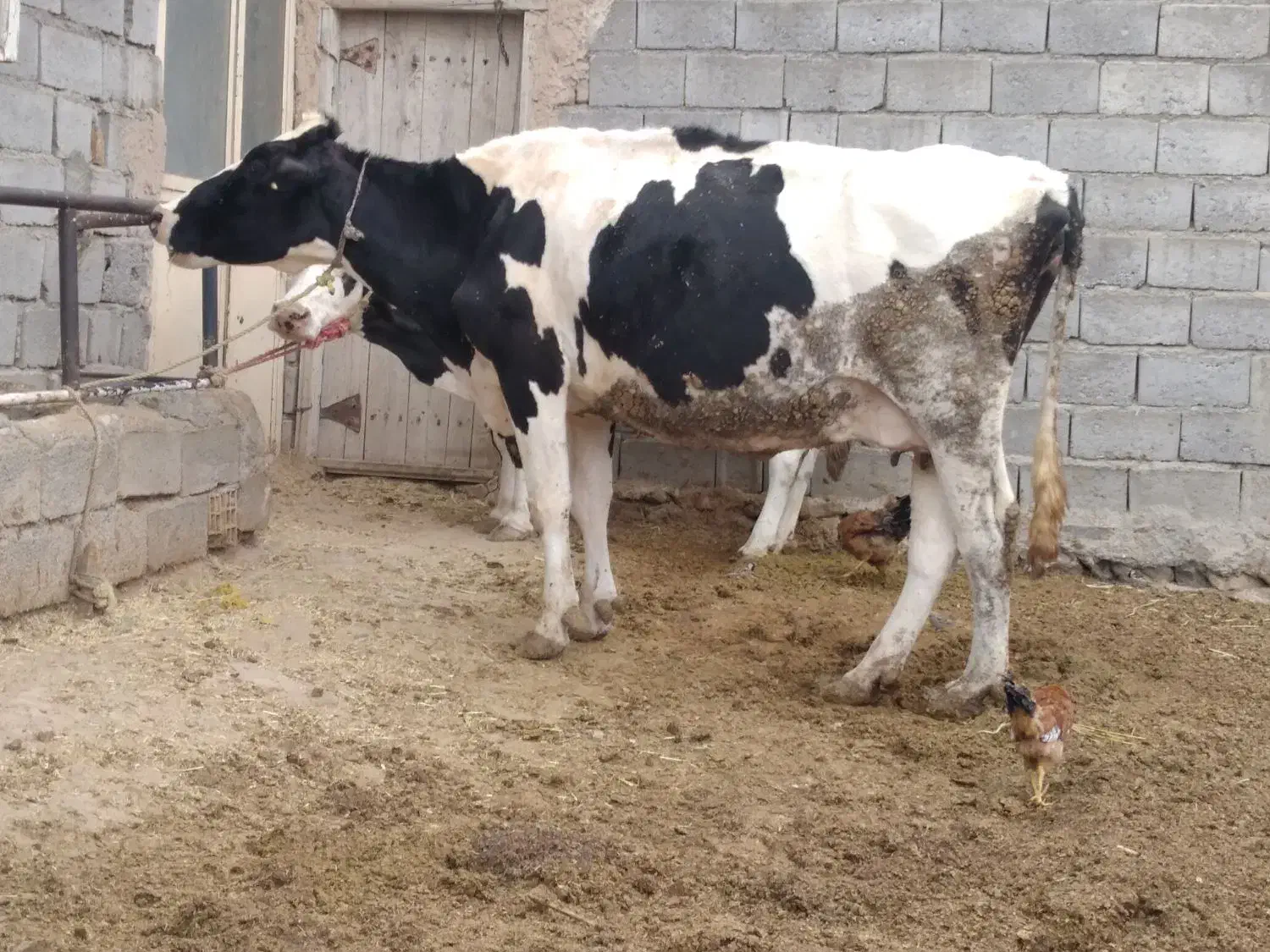 گاو و گوساله|حیوانات مزرعه|تبریز, |دیوار