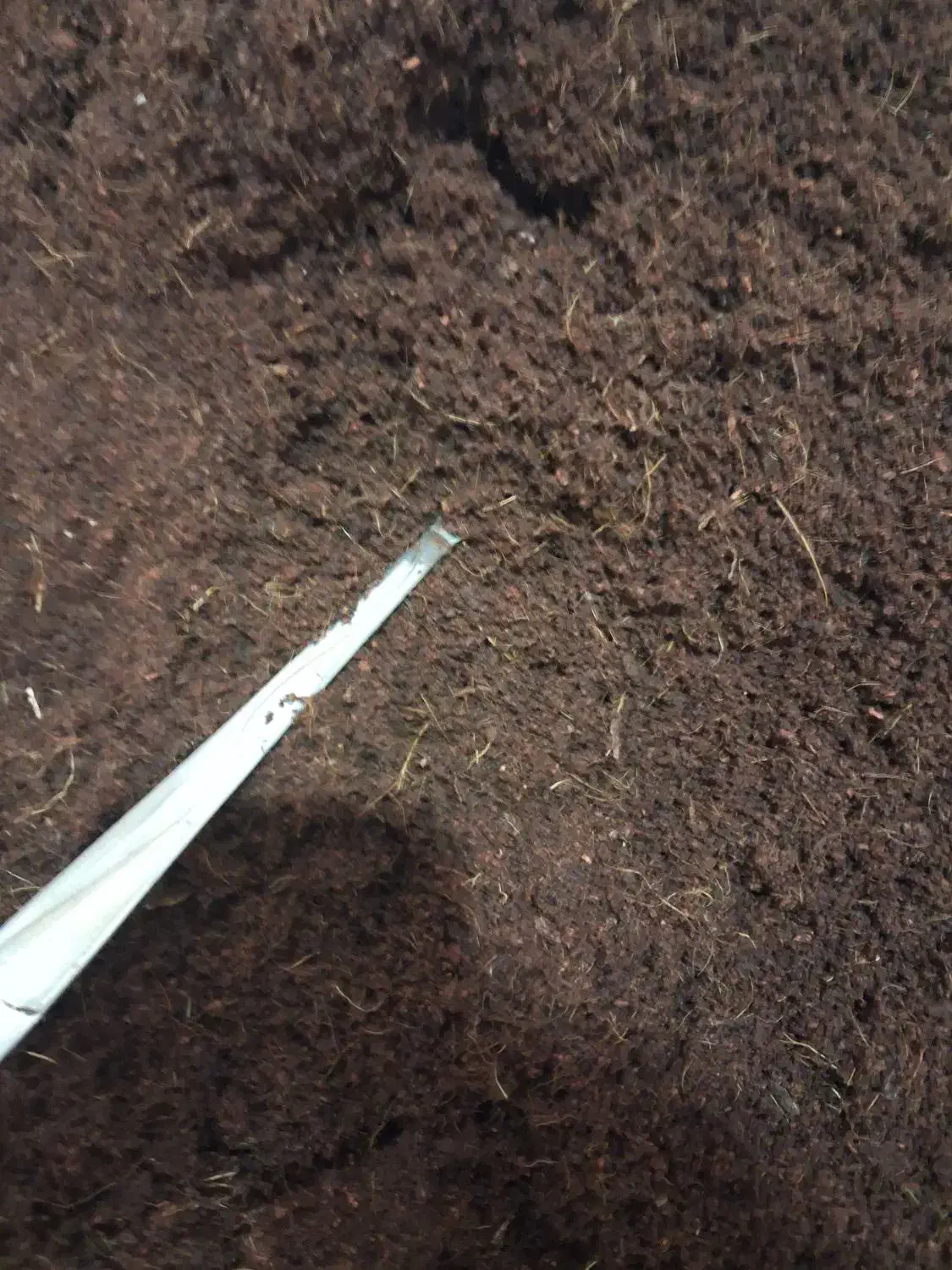 خاک بستر حلزون|خزنده|تهران, بلوار کشاورز|دیوار