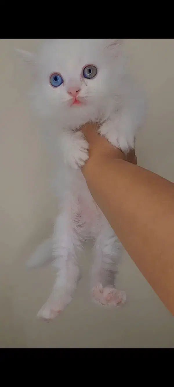 گربه اشرافی|گربه|کرج, حیدرآباد|دیوار