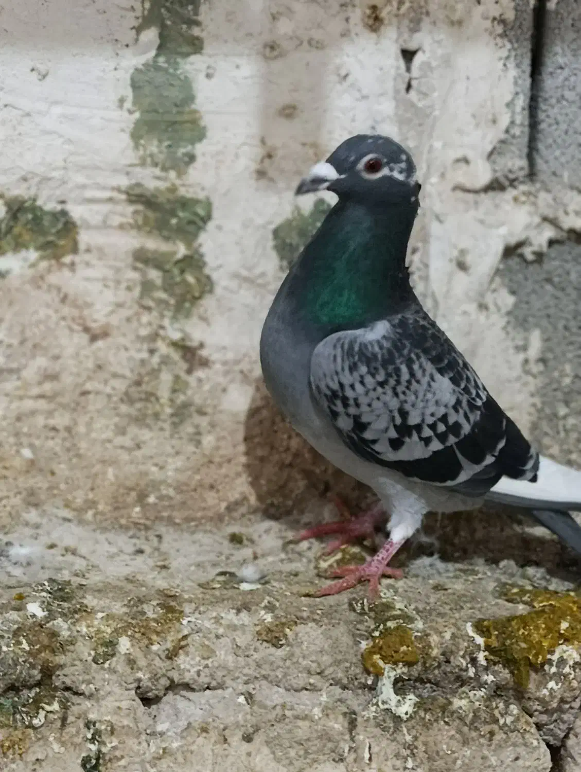 شاپرسفید|حیوانات|شیروان (خراسان), |دیوار