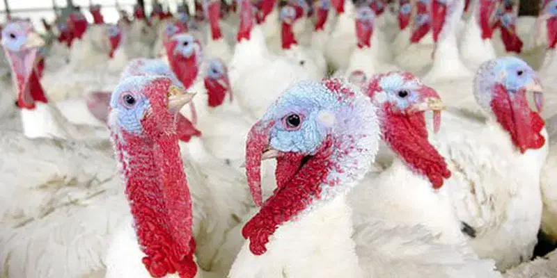 فروش بوقلمون گوشتی|حیوانات مزرعه|فیروزه, |دیوار