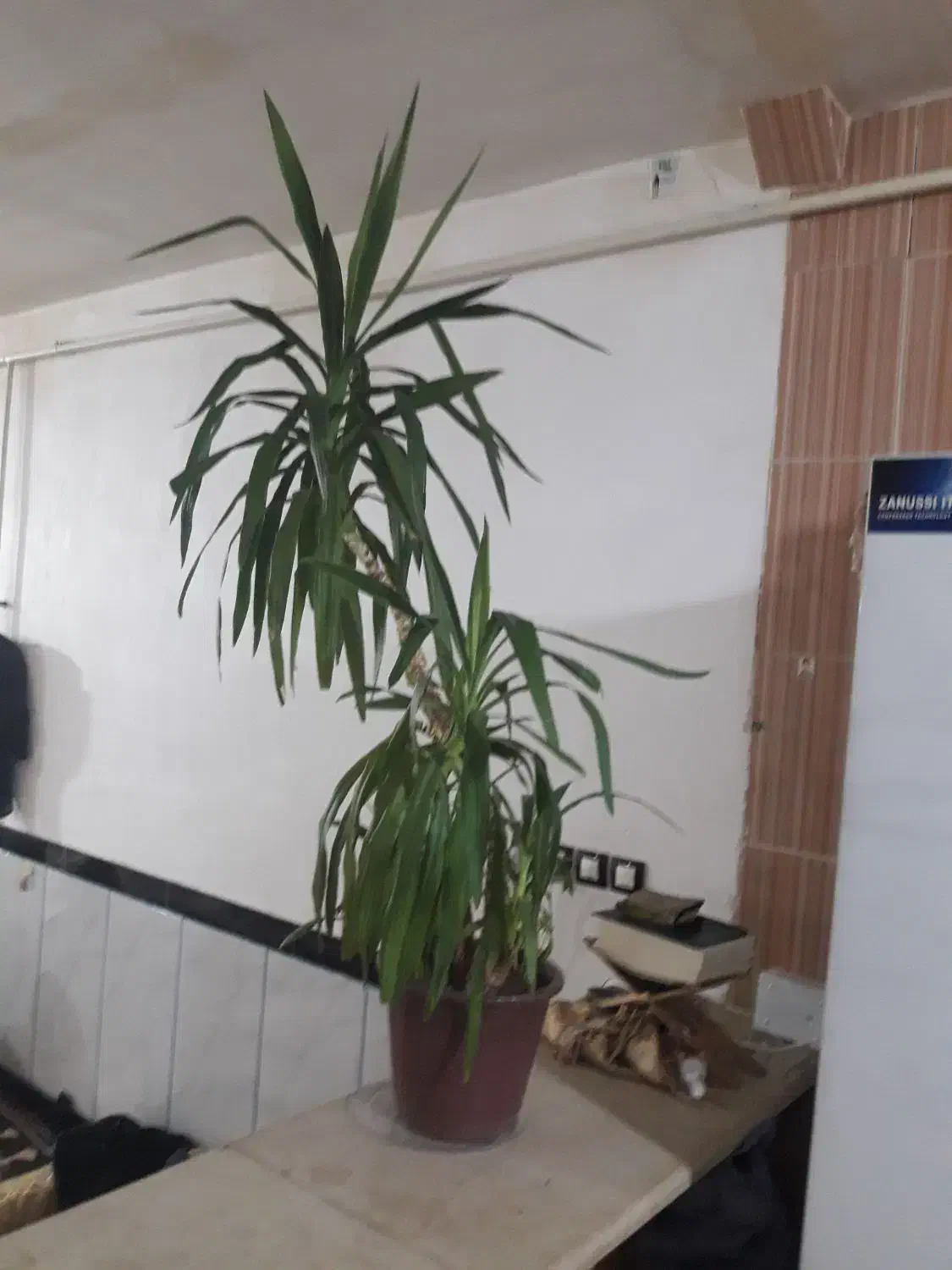 گل سرحال|گل و گیاه طبیعی|هرسین, |دیوار