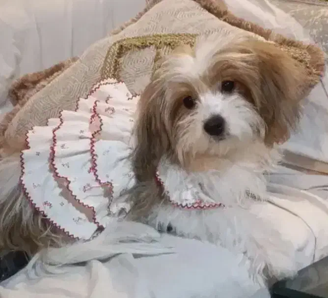 شیتزو. فوری|سگ|تهران, المهدی|دیوار