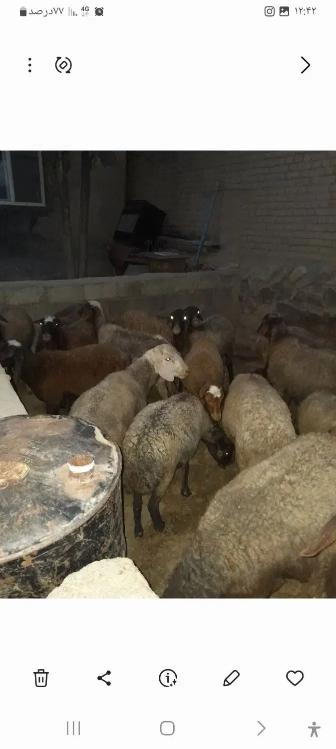 ۳۸ راس گوسفند وبره|حیوانات مزرعه|بلبان آباد, |دیوار