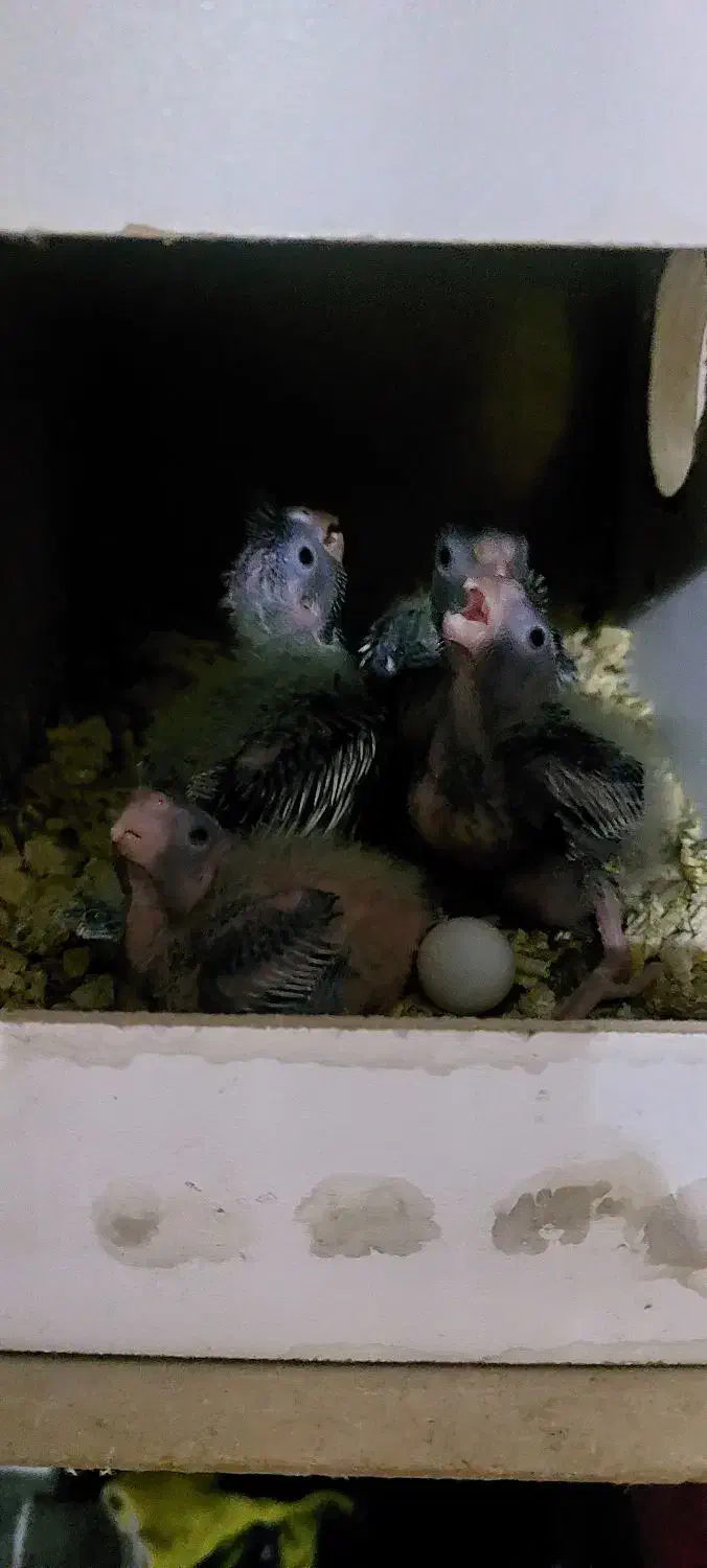 جوجه عروس|پرنده|قم, شهرک مهدیه (مدرس)|دیوار