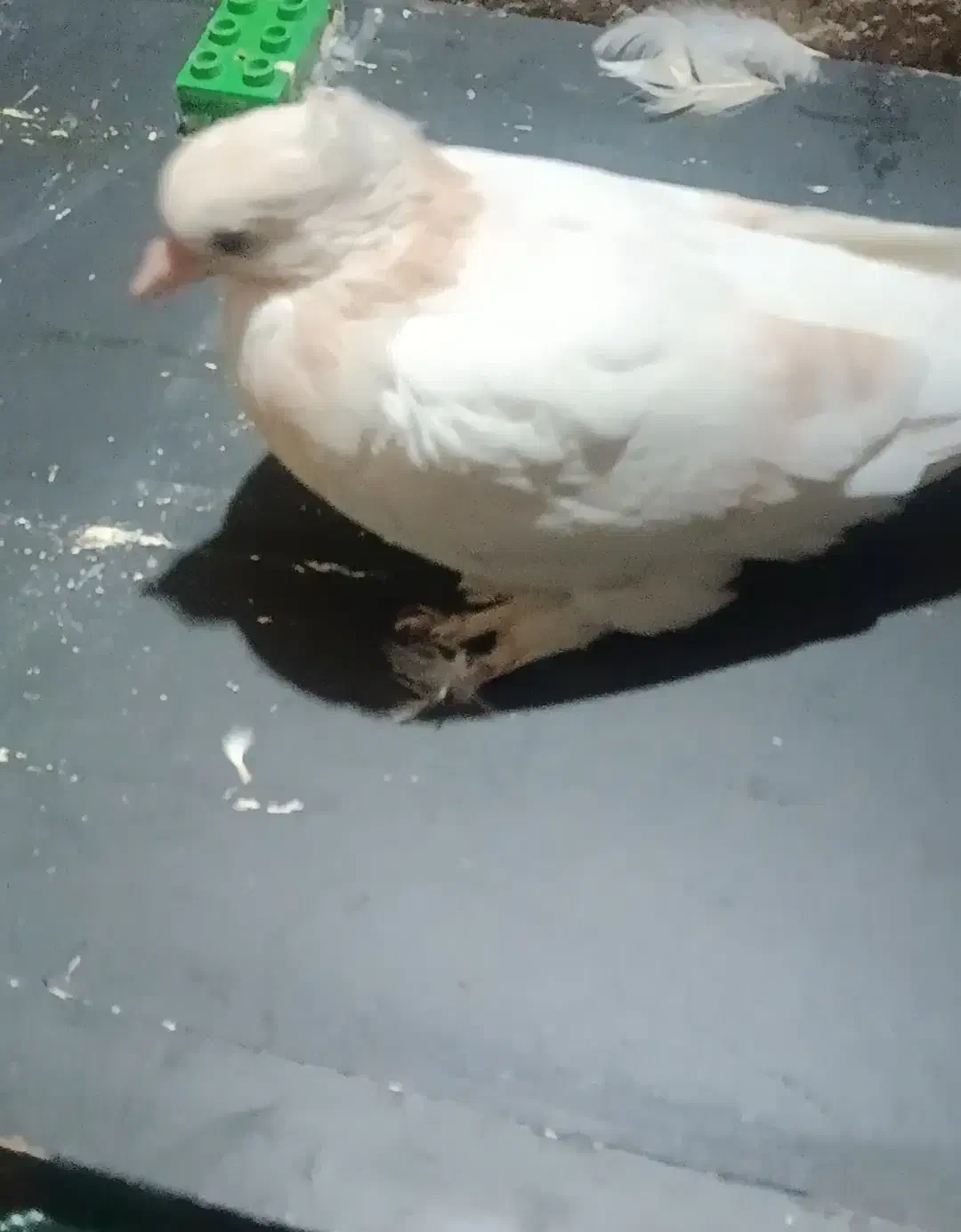 کبوترگمشده|حیوانات|قم, علی آباد سعدگان|دیوار