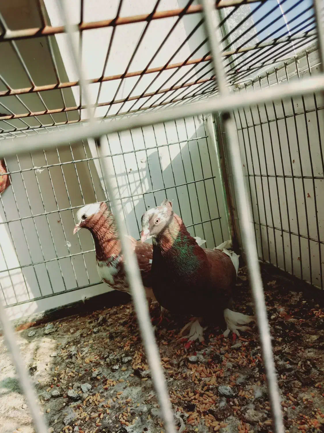 جفت شازده سرخ|پرنده|اردکان, |دیوار