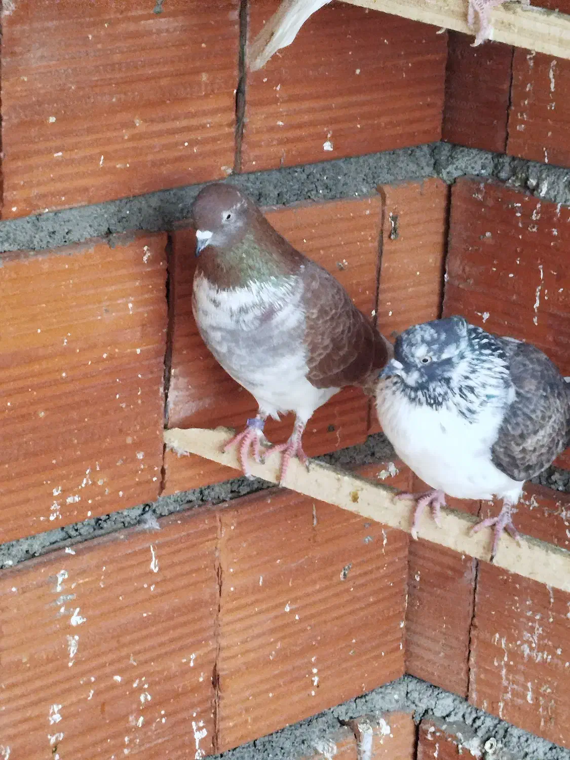 کبوتر|پرنده|بندر ترکمن, |دیوار