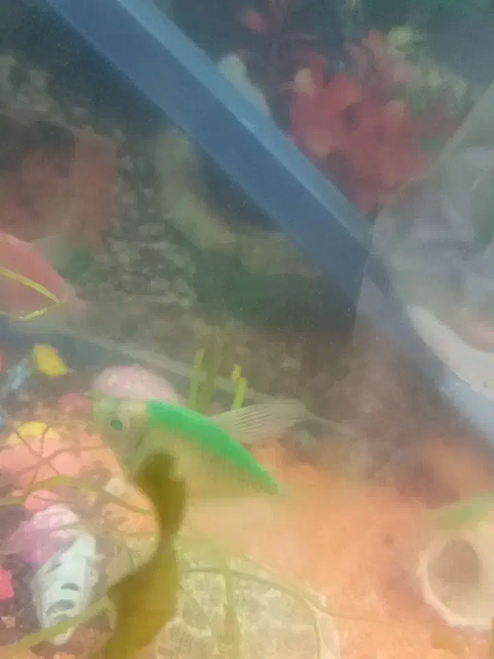 ساعت با ماهی|ساعت|گلبهار, شهر جدید گلبهار|دیوار