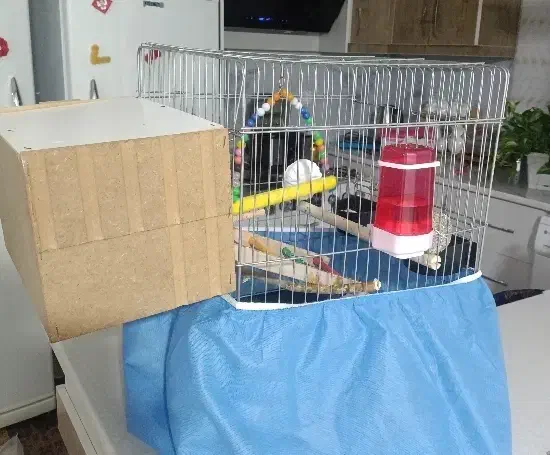 پرنده|پرنده|اشتهارد, |دیوار