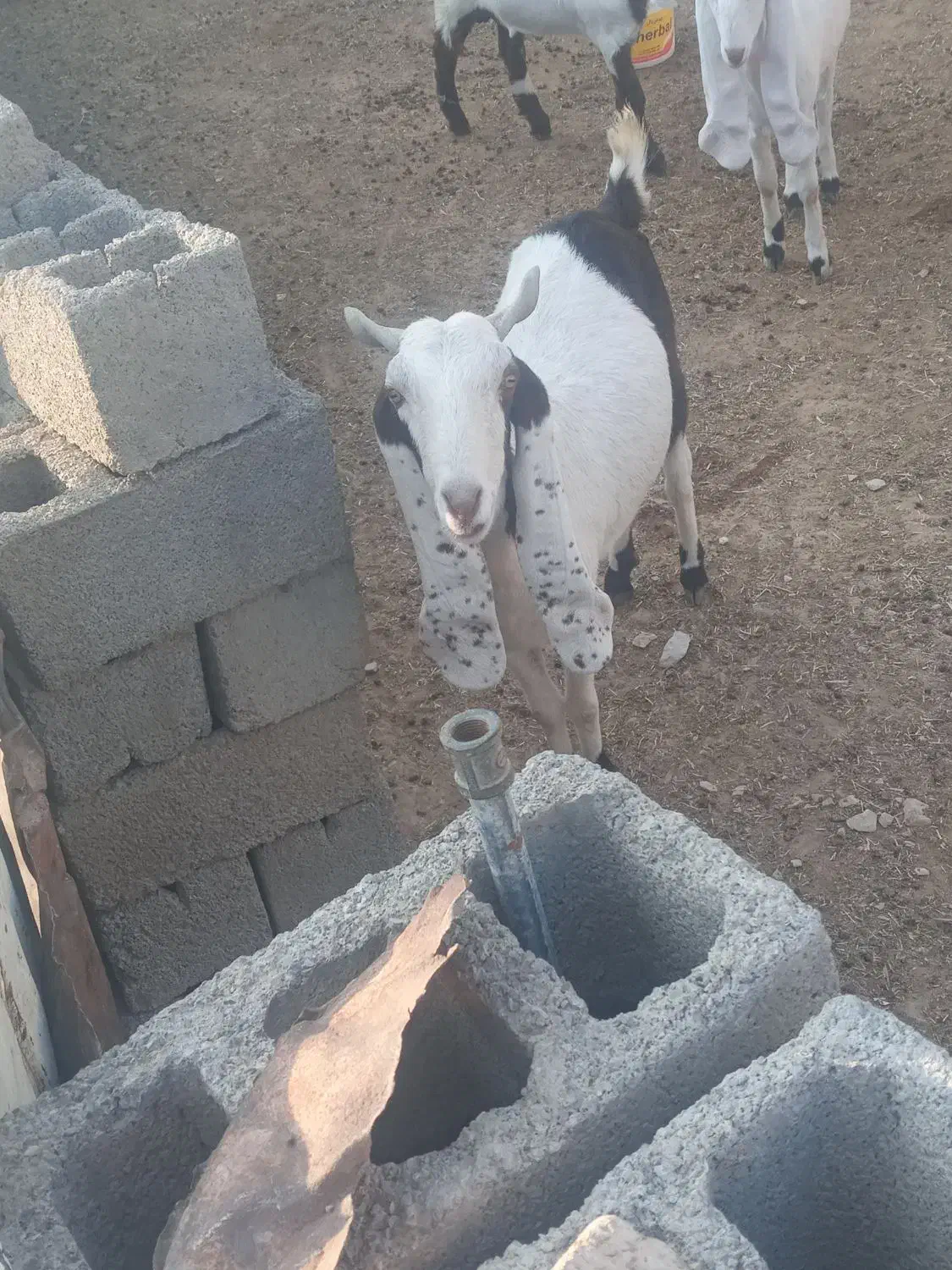 بز افغانی|حیوانات مزرعه|سیوان, |دیوار