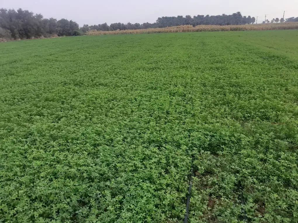 یونجه|خدمات باغبانی و درختکاری|فاریاب, |دیوار