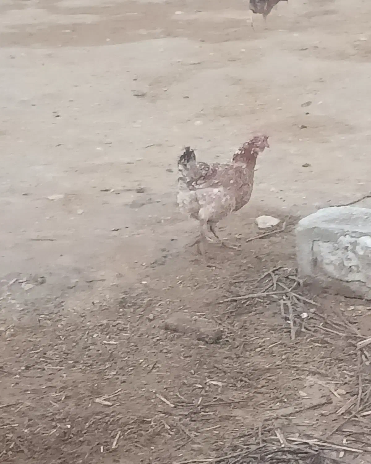 مرغ محلی|حیوانات مزرعه|دهدشت, |دیوار