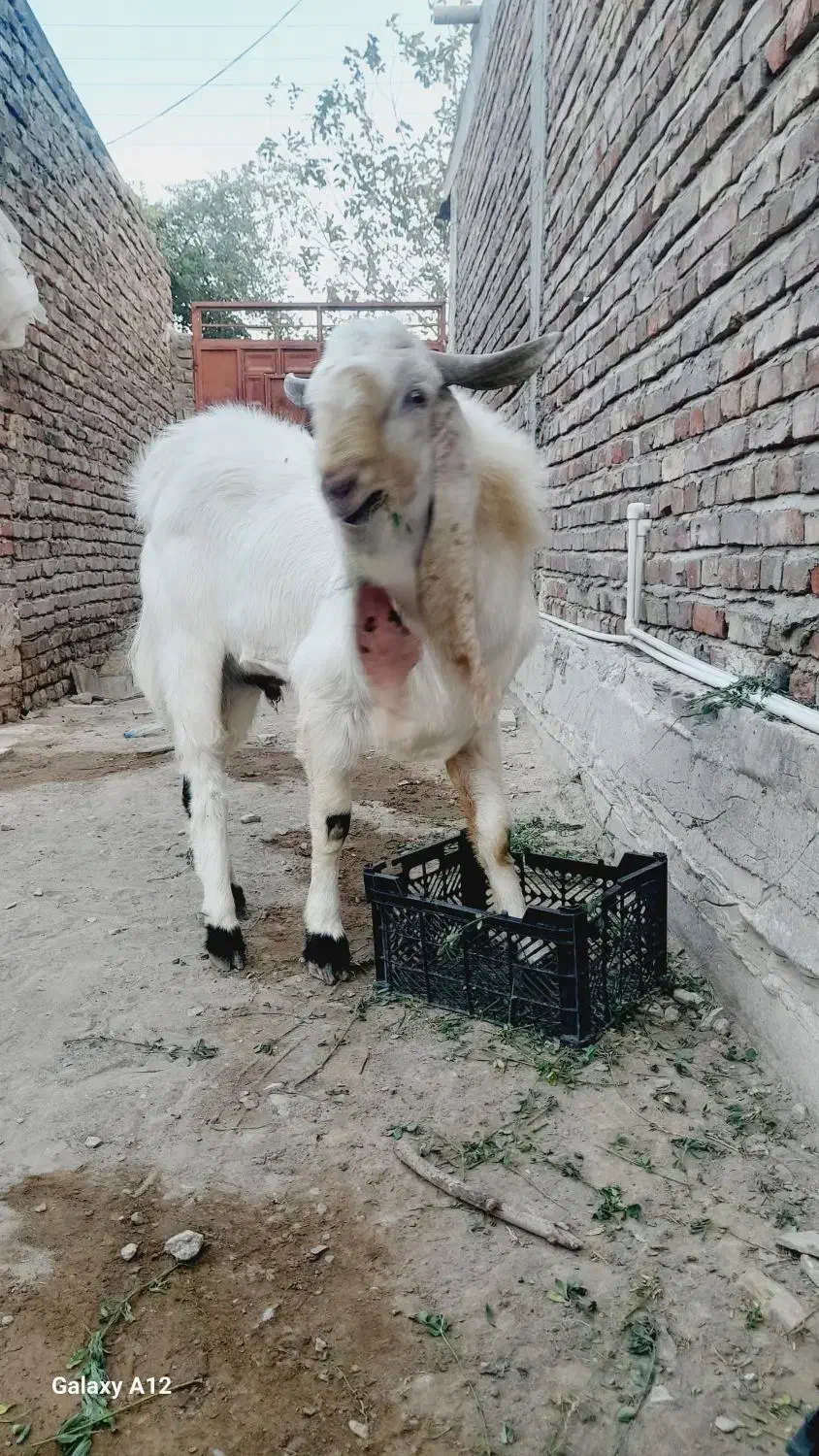 بز و نربز گلابی|حیوانات مزرعه|خاش, |دیوار