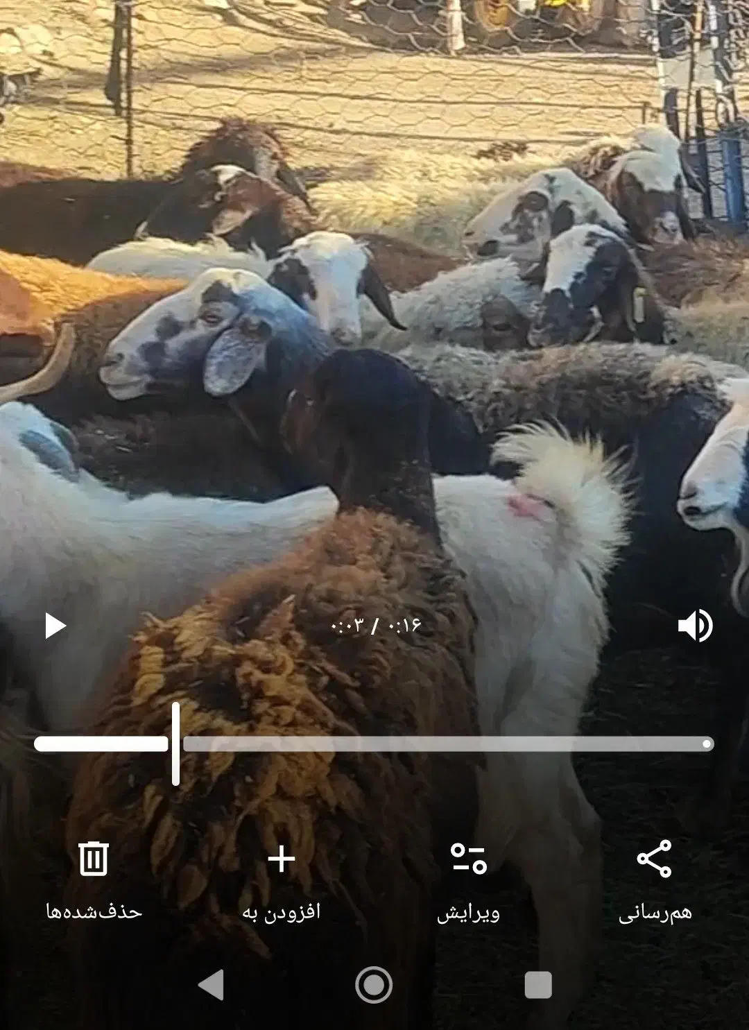 تعدادی گوسفنددزدیده شده|حیوانات|زاغه, |دیوار