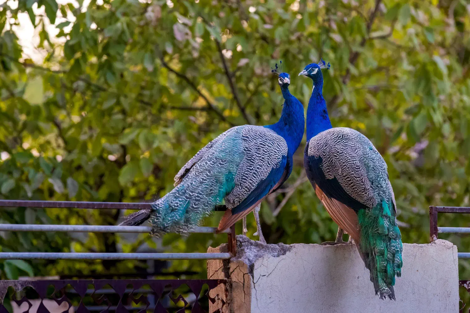 طاووس هندی|پرنده|صفادشت, |دیوار