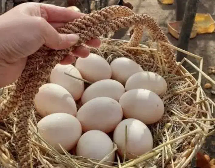 تخم اردک|خوردنی و آشامیدنی|شیراز, قصرالدشت|دیوار