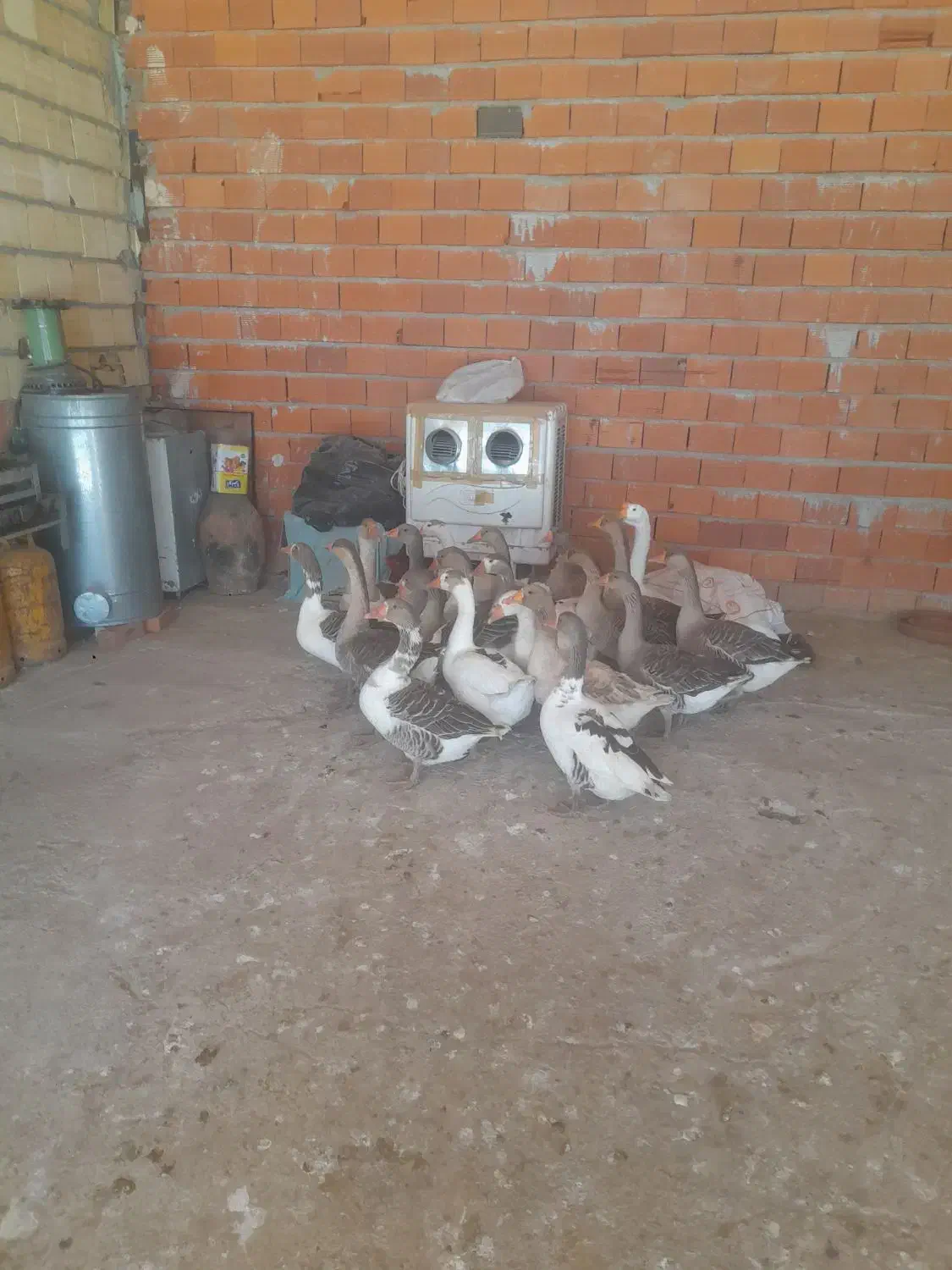 غاز  معلی  ۲۰عدد  و زنشون  ۴ کیلو تا۵کیلو  میباشن|حیوانات مزرعه|مریوان, |دیوار