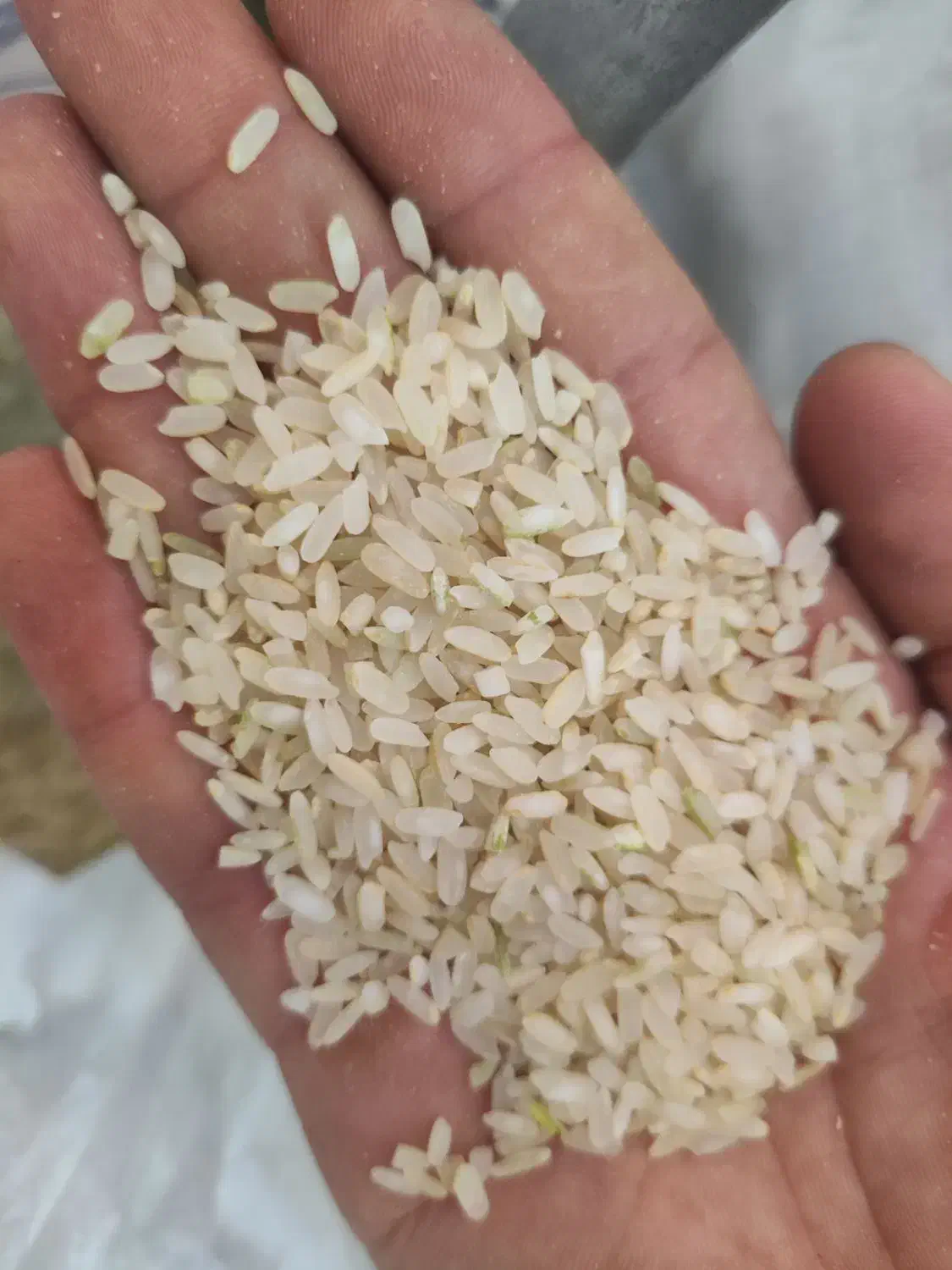 برنج کامفیروزی برنج عنبربو|خوردنی و آشامیدنی|شیراز, شریف‌آباد|دیوار